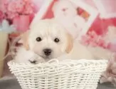 トイプードル(トイ)【千葉県・男の子・2025年7月28日・クリーム】の写真5「わんちゃんが気になったその日でも見学できます🐶✨特別価格でお迎えセットも販売してます🌟」