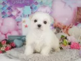 マルチーズ【千葉県・女の子・2025年4月19日・ホワイト】の写真5「わんちゃんが気になったその日でも見学できます🐶✨特別価格でお迎えセットも販売してます🌟」