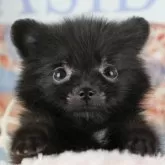 ポメラニアン【千葉県・女の子・2025年9月2日・ブラック】の写真5「わんちゃんが気になったその日でも見学できます🐶✨特別価格でお迎えセットも販売してます🌟」