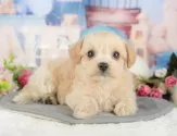 チワプー(トイプードル×チワワ)【千葉県・男の子・2025年3月31日・アプリコット】の写真5「わんちゃんが気になったその日でも見学できます🐶✨特別価格でお迎えセットも販売してます🌟」