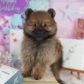 ポメラニアン【千葉県・男の子・2025年8月4日・オレンジ】の写真5「わんちゃんが気になったその日でも見学できます🐶✨特別価格でお迎えセットも販売してます🌟」