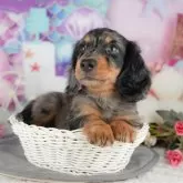 ミニチュアダックスフンド(ロング)【千葉県・男の子・2025年10月11日・シルバーダップル】の写真5「わんちゃんが気になったその日でも見学できます🐶✨特別価格でお迎えセットも販売してます🌟」