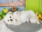 ポメプー(ポメラニアン×ティーカッププードル)【千葉県・男の子・2025年9月20日・ホワイト】の写真5「わんちゃんが気になったその日でも見学できます🐶✨特別価格でお迎えセットも販売してます🌟」
