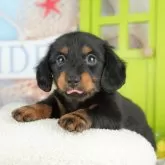 ミニチュアダックスフンド(ロング)【千葉県・女の子・2025年3月10日・ブラックタン】の写真5「📲全頭オンライン見学OK💻遠方で当犬舎に来れない方・忙しくて時間がない方にオススメです✨」