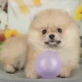 ポメラニアン【千葉県・女の子・2025年8月27日・クリーム】の写真5「わんちゃんが気になったその日でも見学できます🐶✨特別価格でお迎えセットも販売してます🌟」