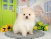 ポメラニアン【千葉県・女の子・2025年5月6日・クリーム】の写真5「わんちゃんが気になったその日でも見学できます🐶✨特別価格でお迎えセットも販売してます🌟」