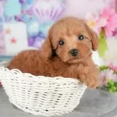 トイプードル(トイ)【千葉県・女の子・2025年9月30日・レッド】の写真5「わんちゃんが気になったその日でも見学できます🐶✨特別価格でお迎えセットも販売してます🌟」