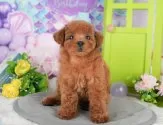 タイニープードル【千葉県・女の子・2025年8月9日・レッド】の写真5「わんちゃんが気になったその日でも見学できます🐶✨特別価格でお迎えセットも販売してます🌟」