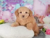 ポメプー(ポメラニアン×トイプードル)【千葉県・女の子・2025年10月24日・アプリコット】の写真5「わんちゃんが気になったその日でも見学できます🐶✨特別価格でお迎えセットも販売してます🌟」