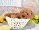 トイプードル(トイ)【千葉県・男の子・2025年4月1日・レッド】の写真5「わんちゃんが気になったその日でも見学できます🐶✨特別価格でお迎えセットも販売してます🌟」