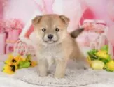 ポメ柴(ポメラニアン×柴犬)【千葉県・女の子・2025年4月23日・胡麻】の写真5「わんちゃんが気になったその日でも見学できます🐶✨特別価格でお迎えセットも販売してます🌟」