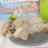 ポメラニアン【千葉県・男の子・2025年9月22日・オレンジ】の写真6「子ども連れでもOK！👧キッズスペースが有るので、ゆっくりわんちゃんの見学が可能です🐶」