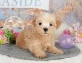 マルプー(マルチーズ×トイプードル)【千葉県・男の子・2025年3月23日・アプリコット】の写真5「わんちゃんが気になったその日でも見学できます🐶✨特別価格でお迎えセットも販売してます🌟」