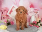 タイニープードル【千葉県・男の子・2025年5月7日・レッド】の写真6「子ども連れでもOK！👧キッズスペースが有るので、ゆっくりわんちゃんの見学が可能です🐶」