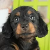 ミニチュアダックスフンド(ロング)【千葉県・女の子・2025年3月10日・ブラックタン】の写真6「わんちゃんが気になったその日でも見学できます🐶✨特別価格でお迎えセットも販売してます🌟」