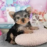 ヨークシャーテリア【千葉県・女の子・2025年10月14日・スティールブルー&タン】の写真6「子ども連れでもOK！👧キッズスペースが有るので、ゆっくりわんちゃんの見学が可能です🐶」