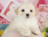 マルマルプー(マルチーズ×マルプー)【千葉県・女の子・2025年6月9日・アプリコット】の写真6「子ども連れでもOK！👧キッズスペースが有るので、ゆっくりわんちゃんの見学が可能です🐶」