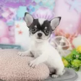 チワワ(スムース)【千葉県・男の子・2025年10月13日・ブラックタン&ホワイト】の写真6「子ども連れでもOK！👧キッズスペースが有るので、ゆっくりわんちゃんの見学が可能です🐶」