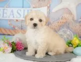 マルプー(マルチーズ×トイプードル)【千葉県・男の子・2025年4月4日・アプリコット】の写真6「子ども連れでもOK！👧キッズスペースが有るので、ゆっくりわんちゃんの見学が可能です🐶」