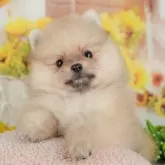 ポメラニアン【千葉県・男の子・2025年8月27日・オレンジ】の写真6「子ども連れでもOK！👧キッズスペースが有るので、ゆっくりわんちゃんの見学が可能です🐶」