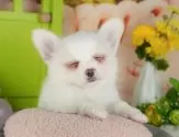 チワワ(ロング)【千葉県・男の子・2025年9月19日・クリーム&ホワイト】の写真8「とりあえずお気に入り登録しませんか？😊お気に入り登録の方限定クーポン配信中！🎊」