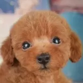 トイプードル(トイ)【千葉県・男の子・2025年5月29日・レッド】の写真8「とりあえずお気に入り登録しませんか？😊お気に入り登録の方限定クーポン配信中！🎊」