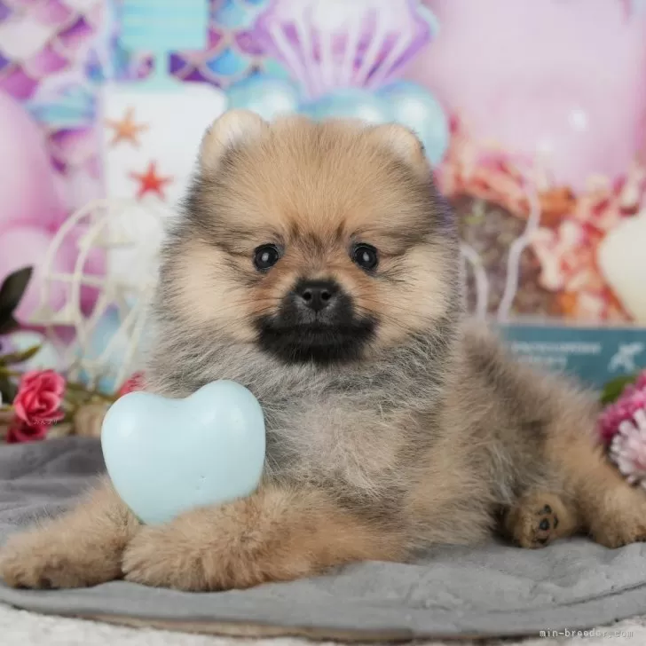 オーダー受付　ポメラニアン　ご予約ページ　7/21 ポメラニアン【東京都・男の子・2025年10月2日・オレンジセーブル