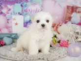 マルチーズ【千葉県・女の子・2025年4月19日・ホワイト】の写真9「可愛い子犬ちゃんに会いに来ませんか？😊私たちが素敵なご縁をお繋ぎいたします💖」