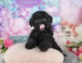 タイニープードル【千葉県・女の子・2025年5月18日・ブラック】の写真8「可愛い子犬ちゃんに会いに来ませんか？😊私たちが素敵なご縁をお繋ぎいたします💖」