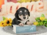 カニンヘンダックスフンド(ロング)【千葉県・男の子・2025年5月7日・ブラック&タン】の写真9「可愛い子犬ちゃんに会いに来ませんか？😊私たちが素敵なご縁をお繋ぎいたします💖」