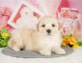 マルプー(マルチーズ×トイプードル)【千葉県・女の子・2025年4月30日・アプリコット】の写真9「可愛い子犬ちゃんに会いに来ませんか？😊私たちが素敵なご縁をお繋ぎいたします💖」