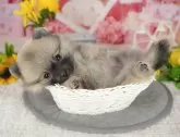 ポメラニアン【千葉県・女の子・2025年5月21日・ウルフセーブル】の写真9「可愛い子犬ちゃんに会いに来ませんか？😊私たちが素敵なご縁をお繋ぎいたします💖」