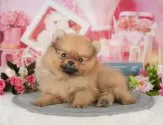 ポメラニアン【千葉県・女の子・2025年6月12日・オレンジ】の写真9「可愛い子犬ちゃんに会いに来ませんか？😊私たちが素敵なご縁をお繋ぎいたします💖」