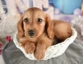 ミニチュアダックスフンド(ロング)【千葉県・男の子・2025年7月20日・レッド】の写真9「可愛い子犬ちゃんに会いに来ませんか？😊私たちが素敵なご縁をお繋ぎいたします💖」