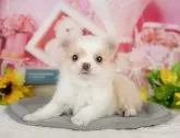 チワワ(ロング)【千葉県・男の子・2025年5月13日・クリーム&ホワイト】の写真9「可愛い子犬ちゃんに会いに来ませんか？😊私たちが素敵なご縁をお繋ぎいたします💖」