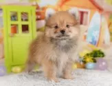 ポメラニアン【千葉県・男の子・2025年7月1日・オレンジセーブル】の写真9「可愛い子犬ちゃんに会いに来ませんか？😊私たちが素敵なご縁をお繋ぎいたします💖」
