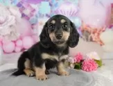 ミニチュアダックスフンド(ロング)【千葉県・女の子・2025年7月20日・ブラックタン】の写真9「可愛い子犬ちゃんに会いに来ませんか？😊私たちが素敵なご縁をお繋ぎいたします💖」