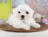 マルチーズ【千葉県・女の子・2025年7月9日・ホワイト】の写真8「可愛い子犬ちゃんに会いに来ませんか？😊私たちが素敵なご縁をお繋ぎいたします💖」