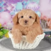 ポメプー(ポメラニアン×トイプードル)【千葉県・女の子・2025年10月24日・アプリコット】の写真9「可愛い子犬ちゃんに会いに来ませんか？😊私たちが素敵なご縁をお繋ぎいたします💖」