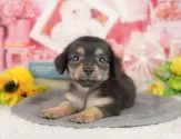 チワックス(チワワ×ダックスフンド)【千葉県・男の子・2025年6月19日・ブラック&タン】の写真9「可愛い子犬ちゃんに会いに来ませんか？😊私たちが素敵なご縁をお繋ぎいたします💖」