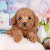 トイプードル(トイ)【千葉県・女の子・2025年9月30日・レッド】の写真9「可愛い子犬ちゃんに会いに来ませんか？😊私たちが素敵なご縁をお繋ぎいたします💖」