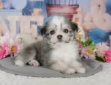 チワマル(マルチーズ×チワワ)【千葉県・男の子・2025年8月22日・パーティ】の写真9「可愛い子犬ちゃんに会いに来ませんか？😊私たちが素敵なご縁をお繋ぎいたします💖」