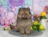 ポメラニアン【千葉県・女の子・2025年6月24日・オレンジセーブル】の写真9「可愛い子犬ちゃんに会いに来ませんか？😊私たちが素敵なご縁をお繋ぎいたします💖」