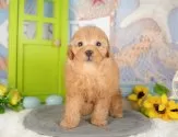 トイプードル(トイ)【千葉県・男の子・2025年6月15日・レッド】の写真9「可愛い子犬ちゃんに会いに来ませんか？😊私たちが素敵なご縁をお繋ぎいたします💖」