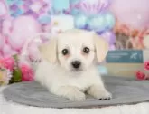 チワックス(チワワ×ダックスフンド)【千葉県・女の子・2025年4月5日・クリーム】の写真9「可愛い子犬ちゃんに会いに来ませんか？😊私たちが素敵なご縁をお繋ぎいたします💖」