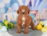 トイプードル(トイ)【千葉県・男の子・2025年4月7日・レッド】の写真9「可愛い子犬ちゃんに会いに来ませんか？😊私たちが素敵なご縁をお繋ぎいたします💖」