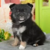 チワワ(ロング)【千葉県・男の子・2025年6月28日・ブラック&タンホワイト】の写真9「可愛い子犬ちゃんに会いに来ませんか？😊私たちが素敵なご縁をお繋ぎいたします💖」