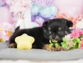 チワワ(ロング)【千葉県・男の子・2025年3月29日・ブラックタン&ホワイト】の写真9「可愛い子犬ちゃんに会いに来ませんか？😊私たちが素敵なご縁をお繋ぎいたします💖」