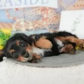 ミニチュアダックスフンド(ロング)【千葉県・男の子・2025年9月23日・ブラック&タン】の写真9「可愛い子犬ちゃんに会いに来ませんか？😊私たちが素敵なご縁をお繋ぎいたします💖」