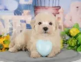 マルプー(マルチーズ×トイプードル)【千葉県・男の子・2025年10月24日・クリーム】の写真9「可愛い子犬ちゃんに会いに来ませんか？😊私たちが素敵なご縁をお繋ぎいたします💖」